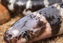 Research: Australia has a new venomous snake — And it may already be threatened —