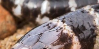 Research: Australia has a new venomous snake — And it may already be threatened —