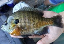 Research: Friendlier fish may be quicker to take the bait —