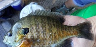 Research: Friendlier fish may be quicker to take the bait —