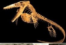 Research: Missing bones and our understanding of ancient biodiversity —