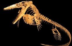 Research: Missing bones and our understanding of ancient biodiversity —