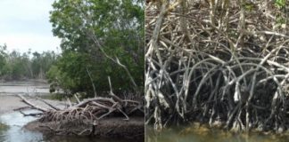 Research: Mangroves to mudflats and not back again —
