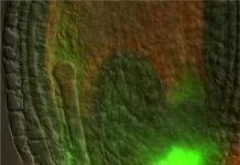 Research: Scientists solve long-standing question about signal that regulates embryo development — study in Nature Plants —