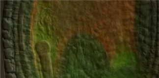 Research: Scientists solve long-standing question about signal that regulates embryo development — study in Nature Plants —