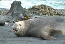 Research: How foreign kelp surfed to Antarctica —