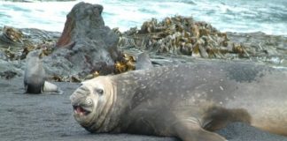 Research: How foreign kelp surfed to Antarctica —