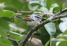 Offbeat: Protecting tropical forest carbon stocks may not prevent large-scale species loss —