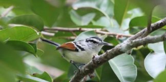 Offbeat: Protecting tropical forest carbon stocks may not prevent large-scale species loss —