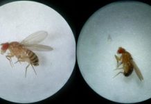 Research: Impact of temperature on mitochondrial DNA evolution —