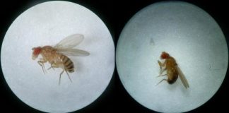 Research: Impact of temperature on mitochondrial DNA evolution —