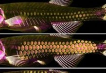 Research: The ancient armor of fish — scales — provide clues to hair, feather development —