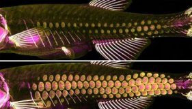 Research: The ancient armor of fish — scales — provide clues to hair, feather development —