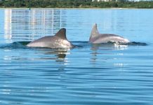 Research: The freediving champions of the dolphin world —