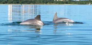 Research: The freediving champions of the dolphin world —