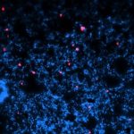 Study: Technique may improve lung delivery of bacteria-killing phage — (Details)