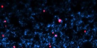 Study: Technique may improve lung delivery of bacteria-killing phage — (Details)