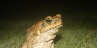 Research: Animals that break away from the pack can influence evolution —