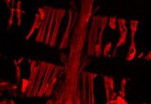 Research: High vinculin levels help keep aging fruit fly hearts young —