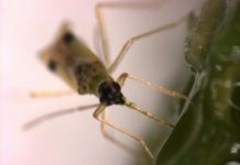 Research: Study shows Tupiocoris notatus bugs copy plant hormones and inject them into tobacco leaves to potentially increase nutrient content —