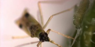 Research: Study shows Tupiocoris notatus bugs copy plant hormones and inject them into tobacco leaves to potentially increase nutrient content —