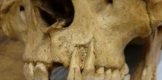 Research: Research on British teeth unlocks potential for new insights into ancient diets —