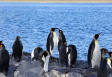 Research: Potential for Antarctica to become plastics dumping ground and home for new species —