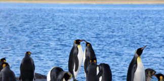 Research: Potential for Antarctica to become plastics dumping ground and home for new species —