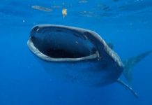 Research: New study reveals world’s largest fish is larger and lives longer than previously thought —