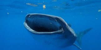 Research: New study reveals world’s largest fish is larger and lives longer than previously thought —