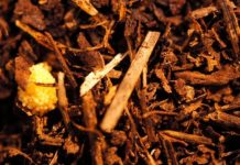 Research: Jumping genes in symbionts explain how a beetle and a marine tunicate are protected by highly similar compounds —