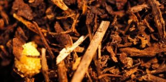 Research: Jumping genes in symbionts explain how a beetle and a marine tunicate are protected by highly similar compounds —