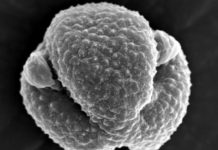 Research: Mugwort pollen as main source of airborne endotoxins —