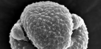 Research: Mugwort pollen as main source of airborne endotoxins —