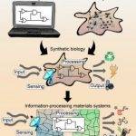 Study: Biological signalling processes in intelligent materials — (Details)