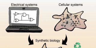 Study: Biological signalling processes in intelligent materials — (Details)