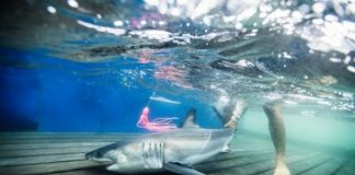 Research: Where baby white sharks ‘hang out’ in the North Atlantic —