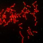 Study: Scientists discover a mechanism of drug resistance in breast and ovarian cancer — (Details)