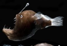 Research: Glowing bacteria on deep-sea fish shed light on evolution, ‘third type’ of symbiosis —