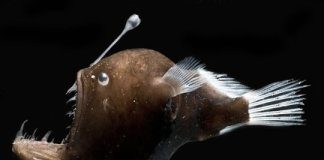 Research: Glowing bacteria on deep-sea fish shed light on evolution, ‘third type’ of symbiosis —