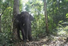 Research: Dependence on vulnerable megafauna may diminish reproductive success —