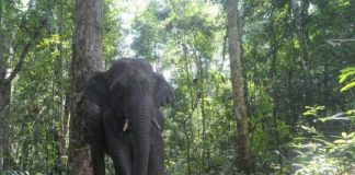 Research: Dependence on vulnerable megafauna may diminish reproductive success —