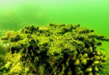 Research: Great Barrier Reef not bouncing back as before, but there is hope —