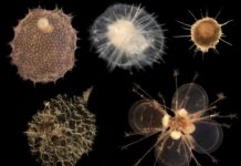 Research: In the ocean’s twilight zone, tiny organisms may have giant effect on Earth’s carbon cycle —