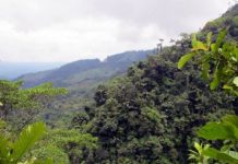 Offbeat: A historic peace treaty which brought an end to half a century of violence has led to mass deforestation in Colombia, scientists have warned —