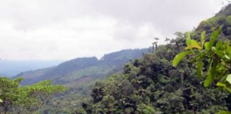 Offbeat: A historic peace treaty which brought an end to half a century of violence has led to mass deforestation in Colombia, scientists have warned —
