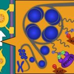 Study: Scientists uncover the role of a protein in production and survival of myelin-forming cells — (Details)