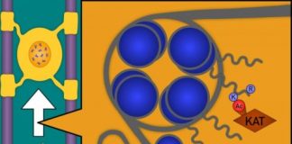 Study: Scientists uncover the role of a protein in production and survival of myelin-forming cells — (Details)