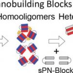 Study: Scientists develop proteins that self-assemble into supramolecular complexes — (Details)