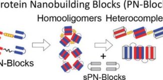 Study: Scientists develop proteins that self-assemble into supramolecular complexes — (Details)